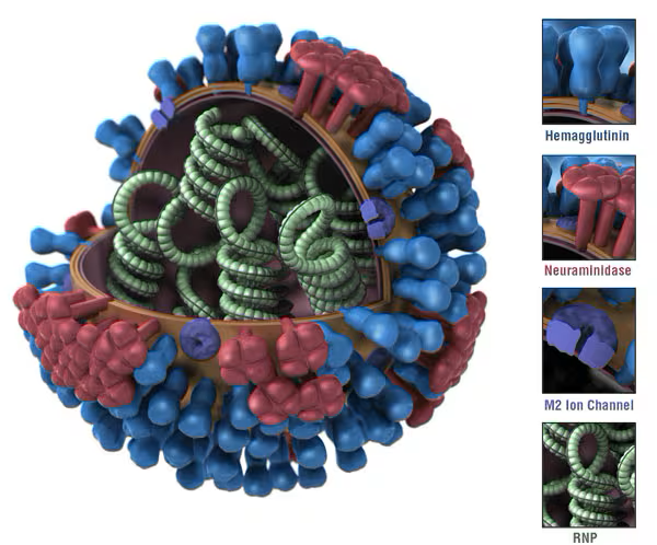 CDC (2024a)